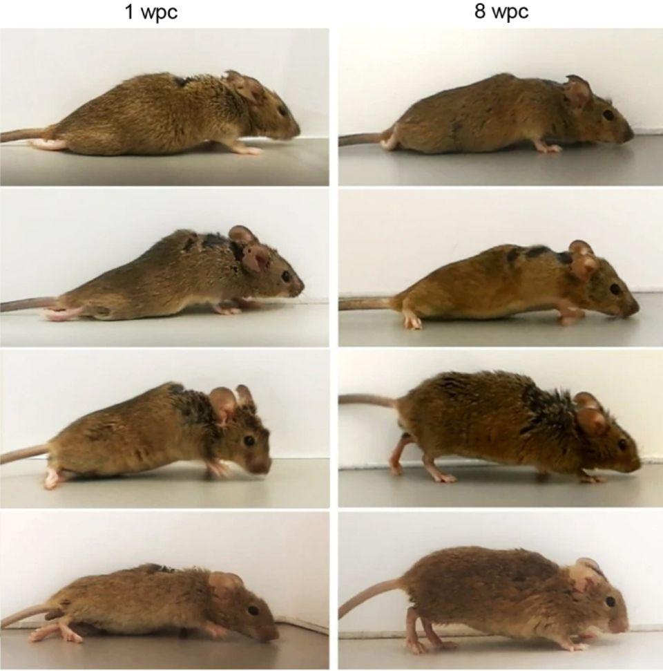 Hoffnung für Querschnittsgelähmte – deutsche Forscher machen gelähmte Mäuse wieder mobil 