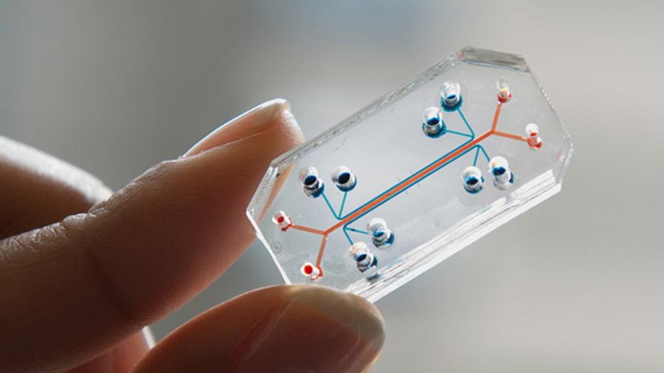 Karlsruher Forscher simulieren menschliche Organe auf Chips, um Tierversuche zu vermeiden 