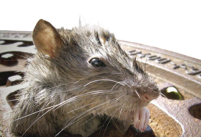 Eberbach: Ab jetzt geht's den Ratten wieder an den Kragen