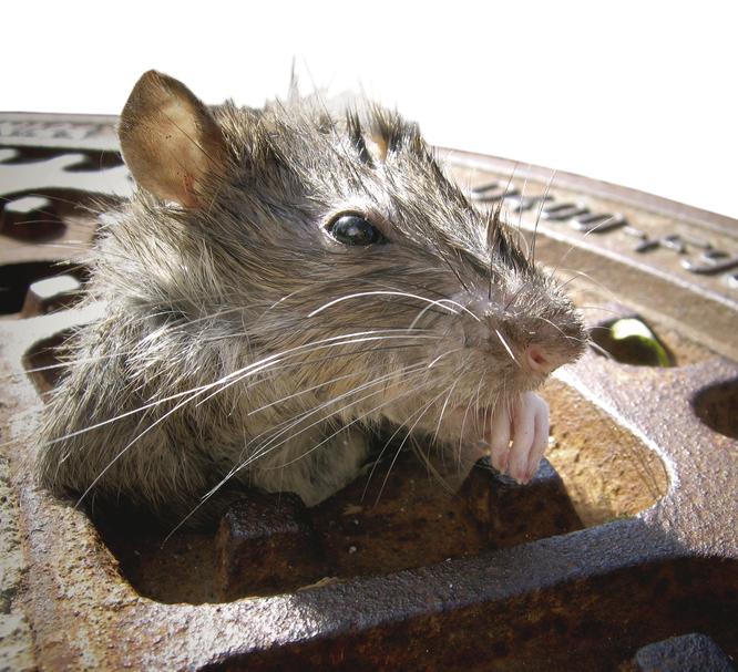 Eberbach: Ab jetzt geht's den Ratten wieder an den Kragen 