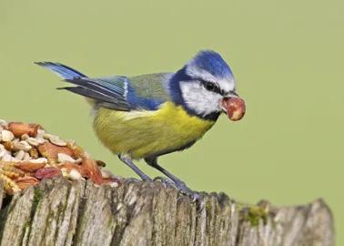 Vögel füttern: Die sieben größten Vogelhäuschen-Fehler