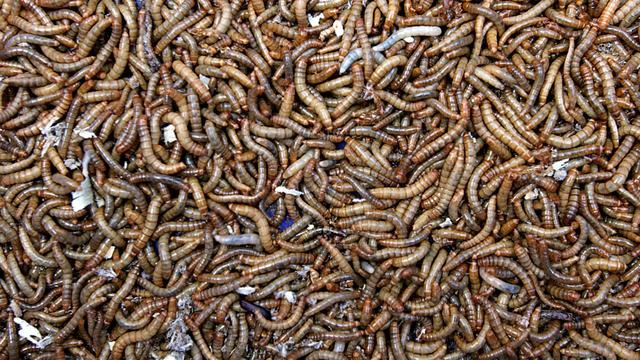Insekten als Tierfutter - Vom Milchbauern zum Mehlwurmzüchter