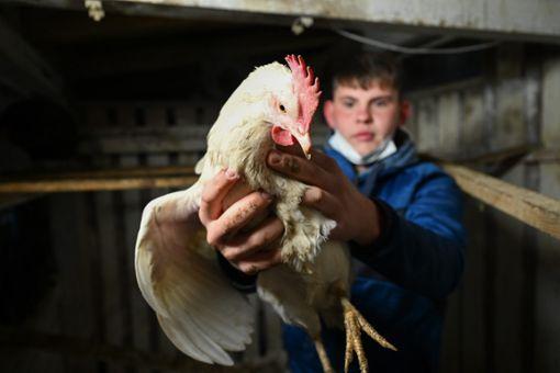 Joven de 17 años va a la fábrica segunda vida de pollos de granja 