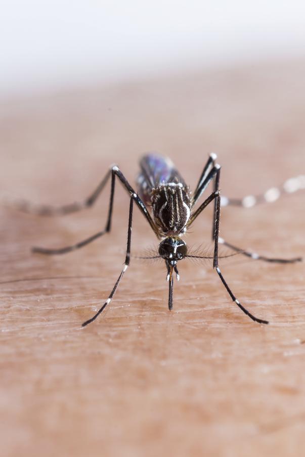 Diese Krankheiten werden durch Mücken übertragen