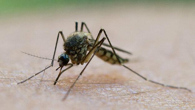 Diese Krankheiten werden durch Mücken übertragen 