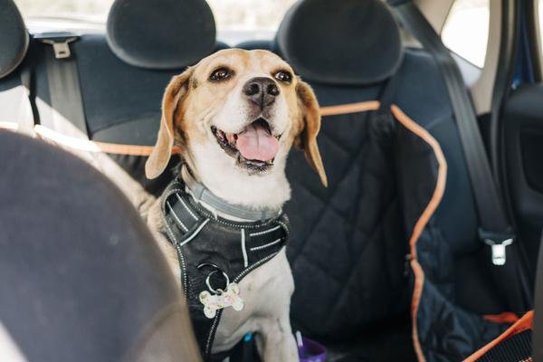 Hund im Auto: Transportboxen, Sicherheitsgurte und Co. für eine sichere Fahrt