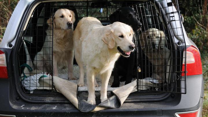 Hund im Auto: Transportboxen, Sicherheitsgurte und Co. für eine sichere Fahrt 
