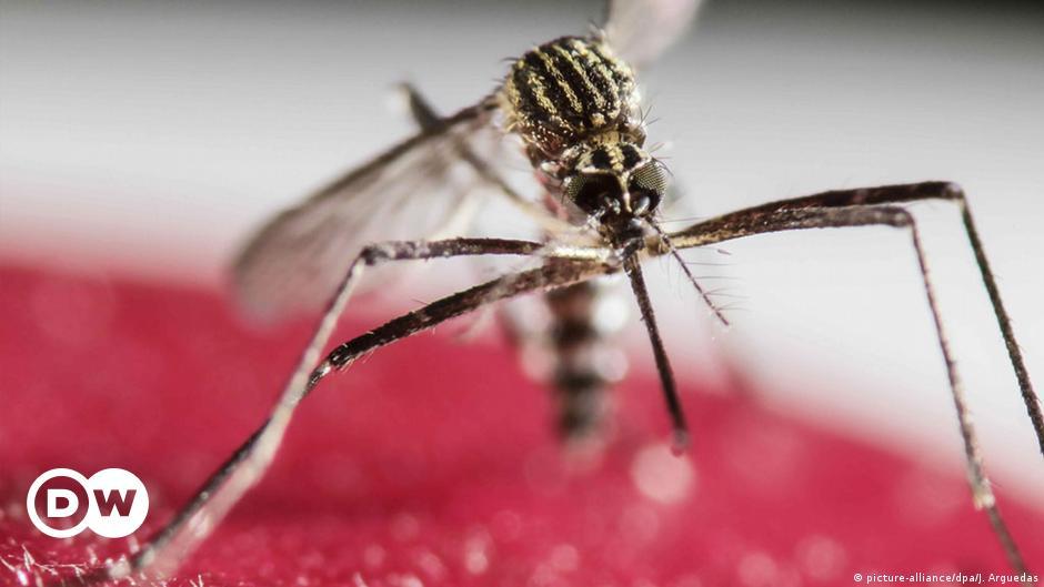 Portador de virus: el animal más peligroso en el Mundo: el mosquito