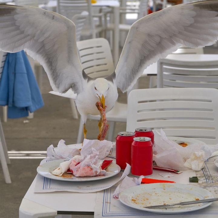 JSON_UNQUOTE("Estudo mostra por que as gaivotas gostam tanto de batatas fritas e pizza")