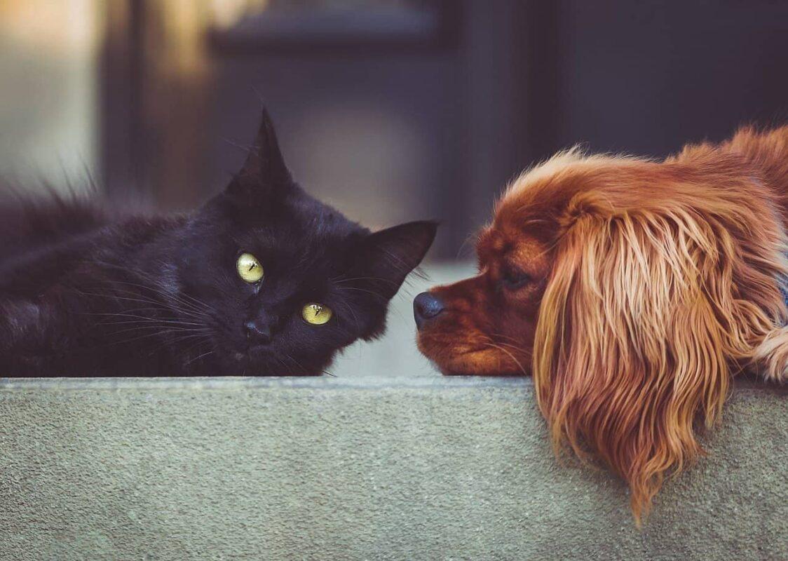 Mascotas - Productos de cannabis para perros, gatos, ratones: ¿tiene sentido?
