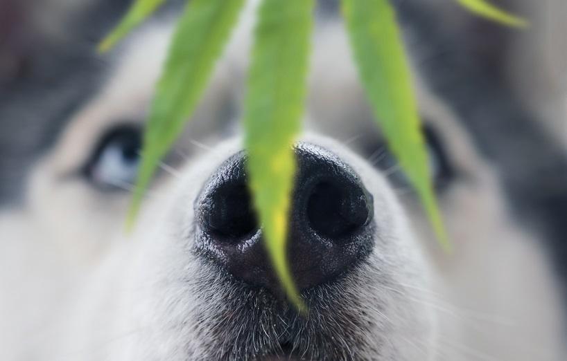 Haustiere - Cannabis-Produkte für Hund, Katze, Maus: Sinnvoll? 