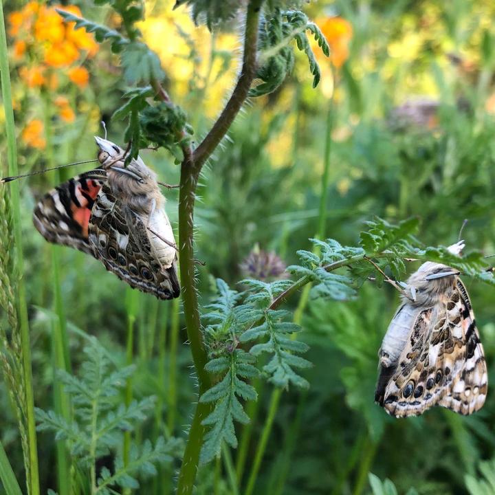 Reproducción de mariposas: un informe de campo