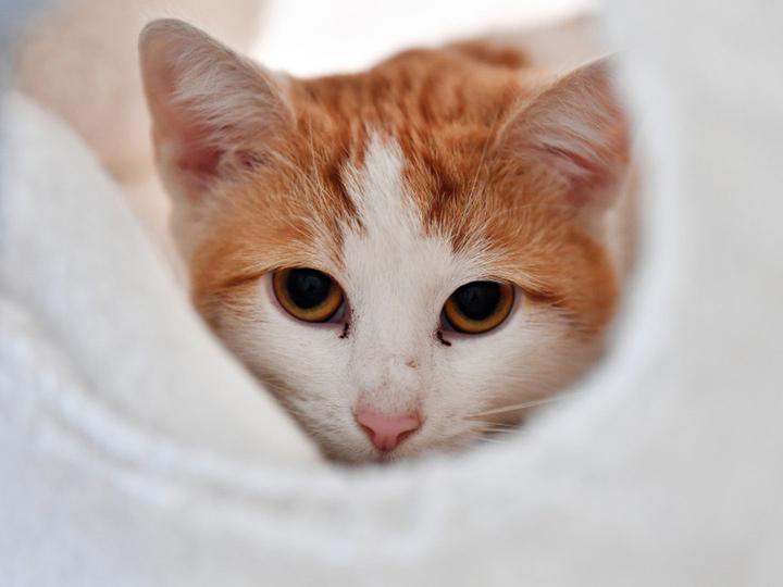Intersexuelles Katzenbaby durch Crowdfunding vor dem Einschläfern gerettet