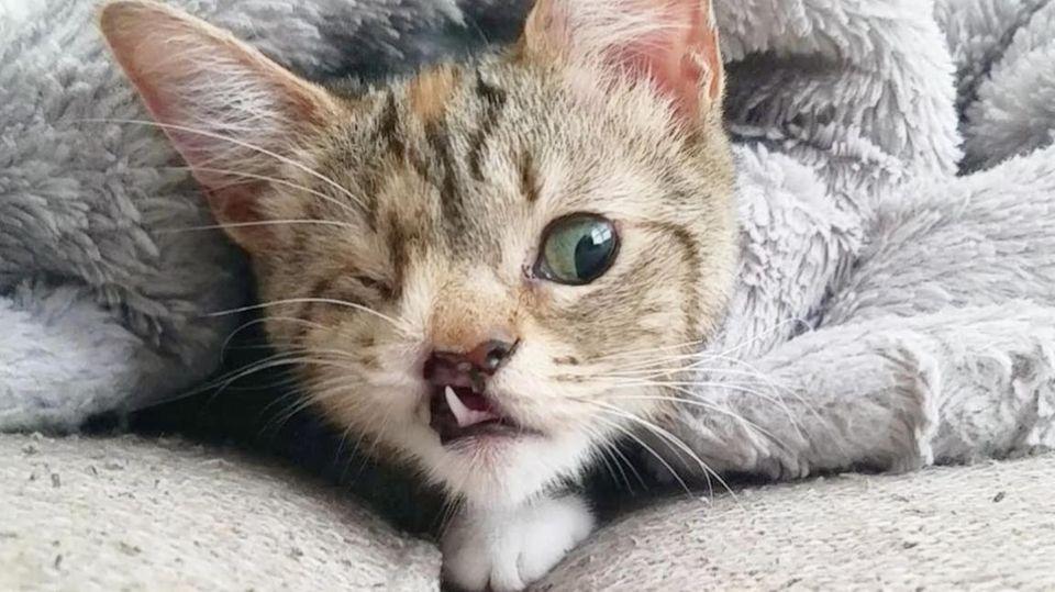 Intersexuelles Katzenbaby durch Crowdfunding vor dem Einschläfern gerettet 