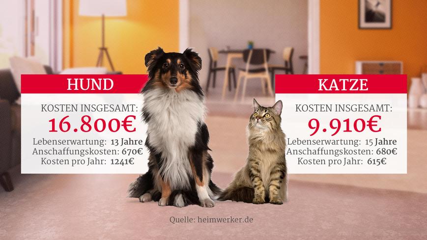 Pet Boom: de perro a conejo - cómo ¿Cuánto cuesta tu mascota a lo largo de su vida?</p><p>Las mascotas más lindas de las celebridades</p><p>BitProyectos</p><p>Las mascotas más lindas de las celebridades</p><p>Cuarto lugar: el conejo. El Mümmelmann le cuesta a su amo o amante una media de 7.760 euros durante su vida. Con un precio de compra de 555 euros y costes de 720 euros al año, esto da como resultado más de 7000 euros con una esperanza de vida de 10 años. Sin embargo, los conejos siempre deben mantenerse en parejas, de modo que el valor para el mantenimiento apropiado para la especie se duplique de facto aquí. De lo contrario, los animales se sentirían solos y podrían marchitarse.</p><p>Un corazón para los animales, Allianz, Fressnapf</p><p>Esto es lo que cuesta comprar tu mascota favorita</p><p>Las mascotas baratas</p><p>Los conejillos de Indias, los peces o los periquitos se encuentran entre las mascotas más asequibles. Debido a los menores costos de alimentación, los conejillos de indias son casi el doble de baratos que los conejos, con un total de alrededor de 3.770 euros. Los periquitos cuestan algo menos de 1000 euros, un pez de acuario ronda los 570 euros y un hámster ronda los 490 euros. Sin embargo, lo mismo se aplica a las cobayas y los periquitos que a los conejos: también se sienten más cómodos en compañía de una persona de ideas afines.</p><p>dpa/Andrea Warnecke/dpa-tmn</p><p>Una casa puede ser un buen refugio para los conejillos de indias, pero debe incorporarse a un recinto más grande.</p><p>La mayoría de los peces tampoco son solitarios y, por lo general, no se mantienen solos. Sin embargo, los costos de alimentación son razonables aquí y el factor más costoso es el mantenimiento del acuario, por lo que uno o más peces no son demasiado importantes si tiene el equipo adecuado. Los hámsters, por el contrario, prefieren estar solos y deben tenerse como animales individuales: por menos de 500 euros por animal, es la opción más económica entre las mascotas comunes.</p><p>Más sobre mascotas</p><p>Desde Corona, la demanda de mascotas ha aumentado enormemente, especialmente para perros. En el último episodio de Dogcast, Sahra y Mike advierten contra los proveedores de Internet que ofrecen cachorros de criadores de traspatio dudosos a precios exorbitantes: FOCUS-Online-Dogcast - ofertas de mascotas dudosas: manténgase alejado de los perros de Ebay</p><p>Durante el confinamiento, cada vez más personas han adoptado mascotas como una forma de encontrar consuelo durante este momento difícil. Como resultado, hubo un enorme auge en la industria de las mascotas:</p><p>Boom de mascotas: los animales de compañía se están volviendo cada vez más populares</p><p>punto en las noticias</p><p>Boom de mascotas: los animales de compañía se están volviendo cada vez más populares</p></div>
                        </article>
                    </div>
                </div>
                <div class=