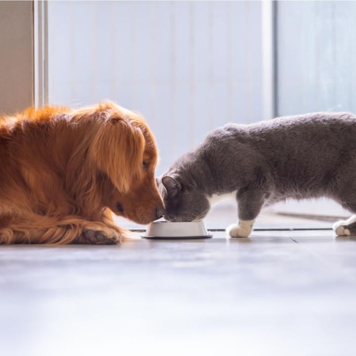 Comida y necesidades de mascotas: los perros y los gatos se aseguran