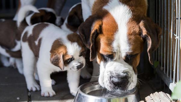 Recuerdo de alimentos para perros: la marca conocida advierte de varios productos