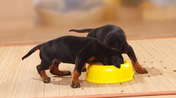 Hundefutter-Rückruf: Bekannte Marke warnt vor mehreren Produkten 