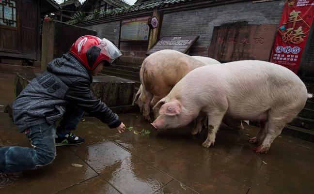 China: Schweine schwer wie Eisbären - die unglaublichen Folgen der Schweinekrise 