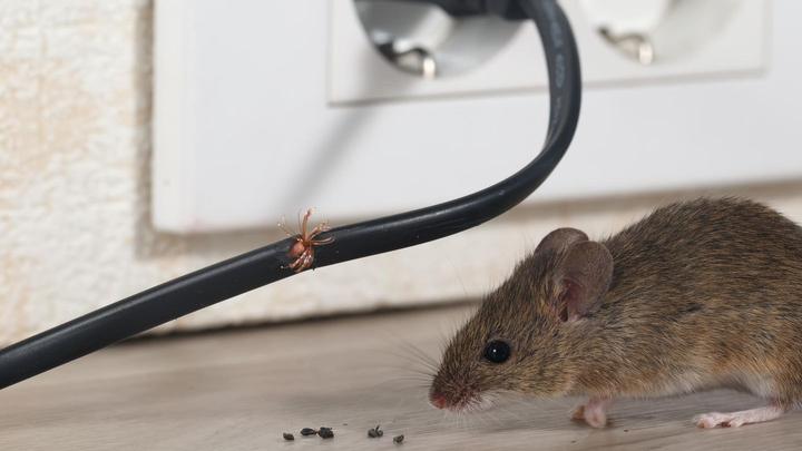 Mäuse loswerden: So vertreiben Sie die Nagetiere aus dem Haus