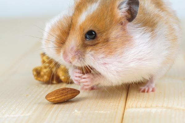 Fütterungstipps für Hamster | Herz für Tiere | herz-fuer-tiere.de