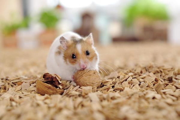 Fütterungstipps für Hamster | Herz für Tiere | herz-fuer-tiere.de 