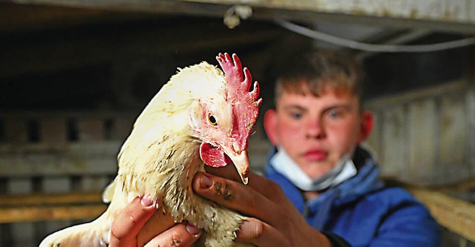 Tettnang: 17 años salva en su Granja gallinas ponedoras de 