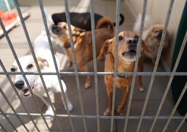 Pandemia de Corona: ¿Las mascotas tienen que volver pronto a los refugios de animales?