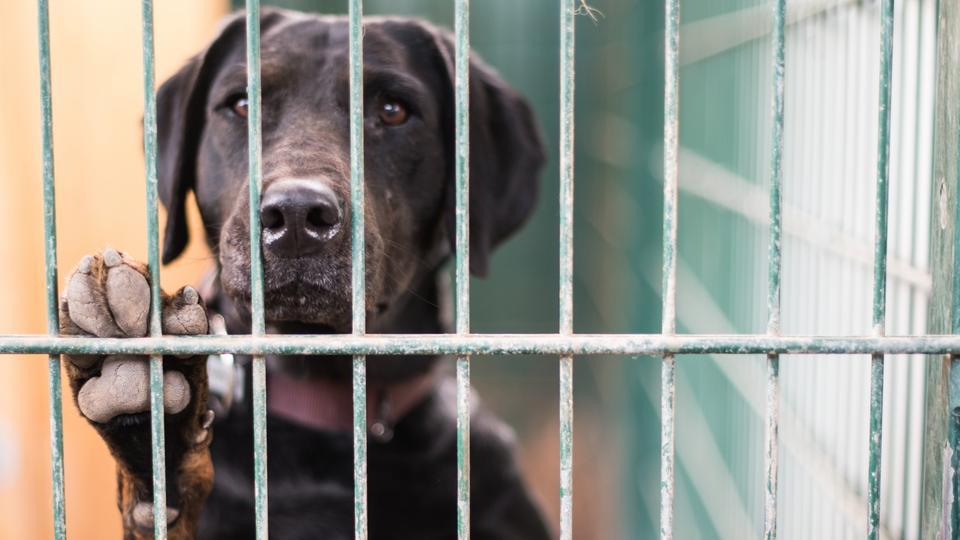 Corona-Pandemie: Müssen Haustiere bald wieder ins Tierheim? 