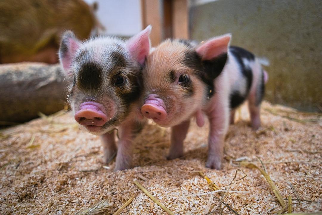 Tierpark Hellabrunn: Glücksschweinchen in Zeiten von 
