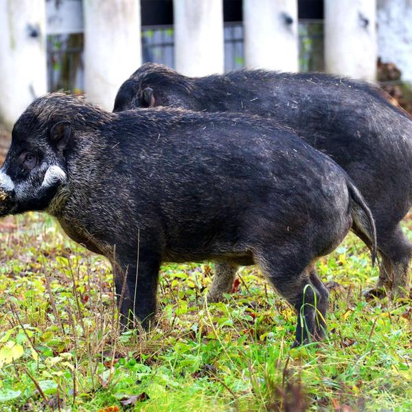 Tierpark Hellabrunn: porcos sortudos em tempos de 