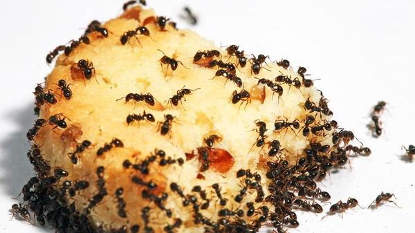 Terrassenschutz: “Blumentopftrick“ hilft im Kampf gegen Ameisen 