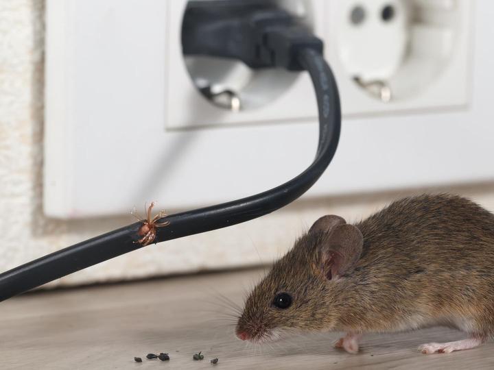 Mäuse vertreiben: So werden Sie die Nagetiere los