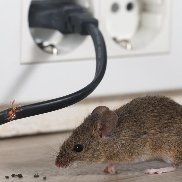 Mäuse vertreiben: So werden Sie die Nagetiere los 