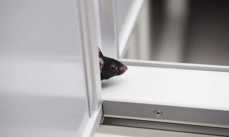 Ratones en la sed de Laboratorio de Investigación Vienés: Zookeeper