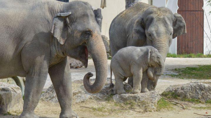 Zuckersüße Bilder: Elefantenbaby Ottos erster Familienausflug
