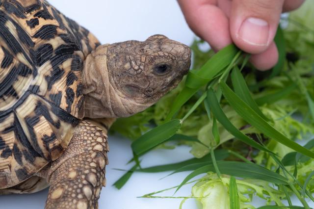 Alimentación de tortugas en terrario | Corazón de animales