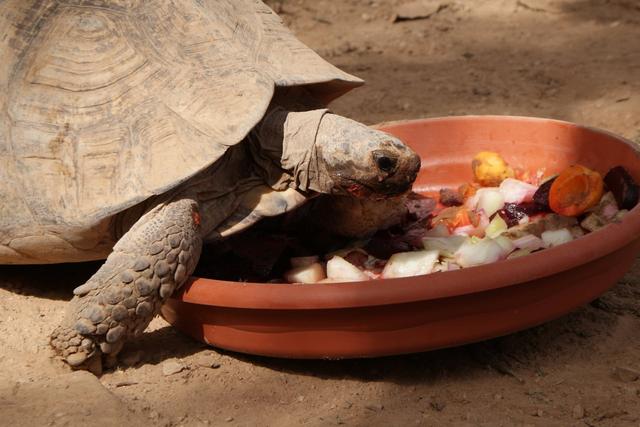 Ernährung von Schildkröten im Terrarium | Herz für Tiere  