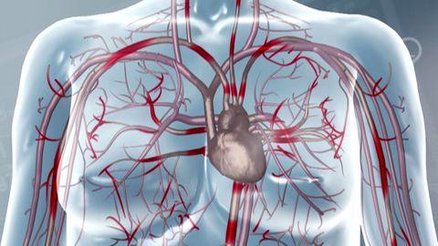 Das Herz: Alle wichtigen Infos zu Herzerkrankungen 