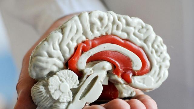 Warum die Hirnforschung den Menschen nicht erklären kann 