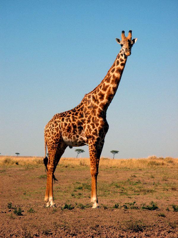 Blood pressure: how giraffes deal with its problems Which kills millions of people annually?