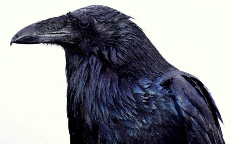 If you were in trouble with harassment from your neighbors, the crow you were getting along with retaliation instead.