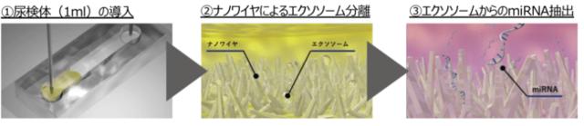 Craif、国立がん研究センター東病院が共同研究を開始　頭頚部扁平上皮がんと直腸がんを対象に、診断・放射線治療における尿中マイクロRNA解析の有用性を検討する多施設共同研究を実施 