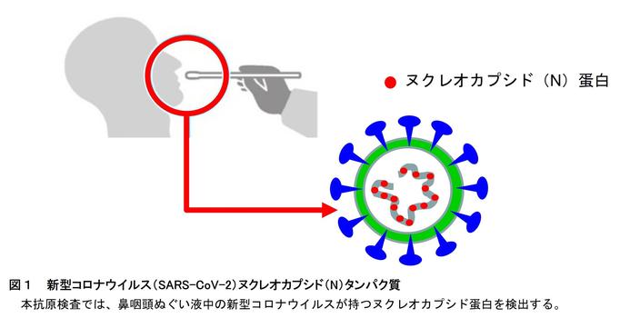 新型コロナウイルス抗原検出試薬の性能評価を実施