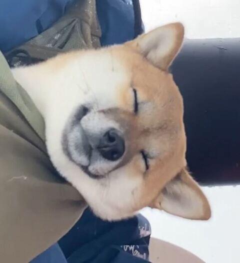 スキー場のゴンドラで、柴犬を抱えた息子が……　同じ角度で寝るふたりの姿に「可愛すぎてどうしよう」の声