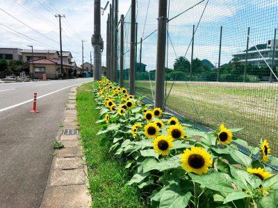 News inspection valley ward is a new power supply system Minamiboso (Chiba Prefecture)