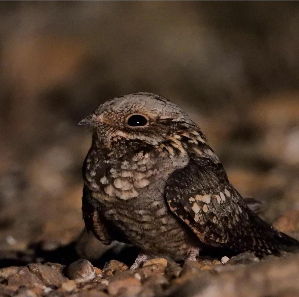 A citizen finds a strange bird and calls the competent authorities