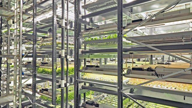 Vertical Farming: The Future of Agriculture