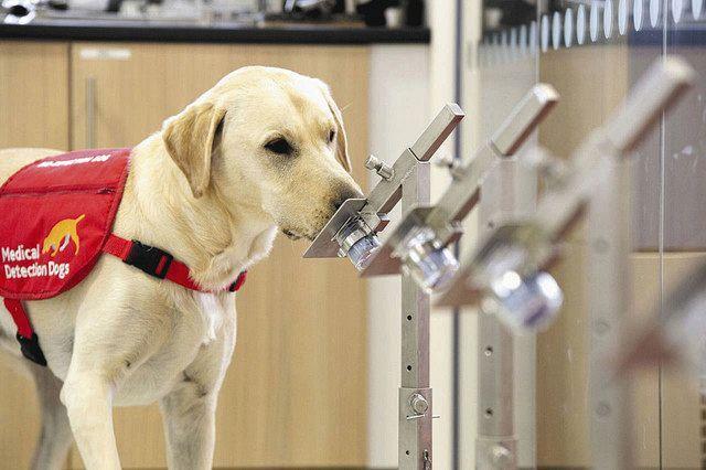 臭いで判別、チリ国際空港で新型コロナ探知犬が活躍