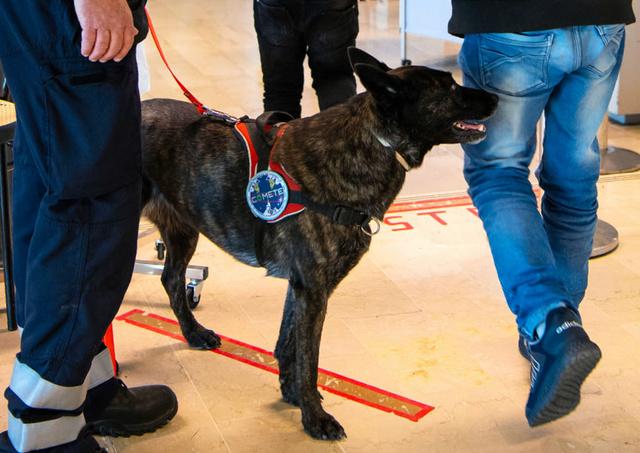 臭いで判別、チリ国際空港で新型コロナ探知犬が活躍 